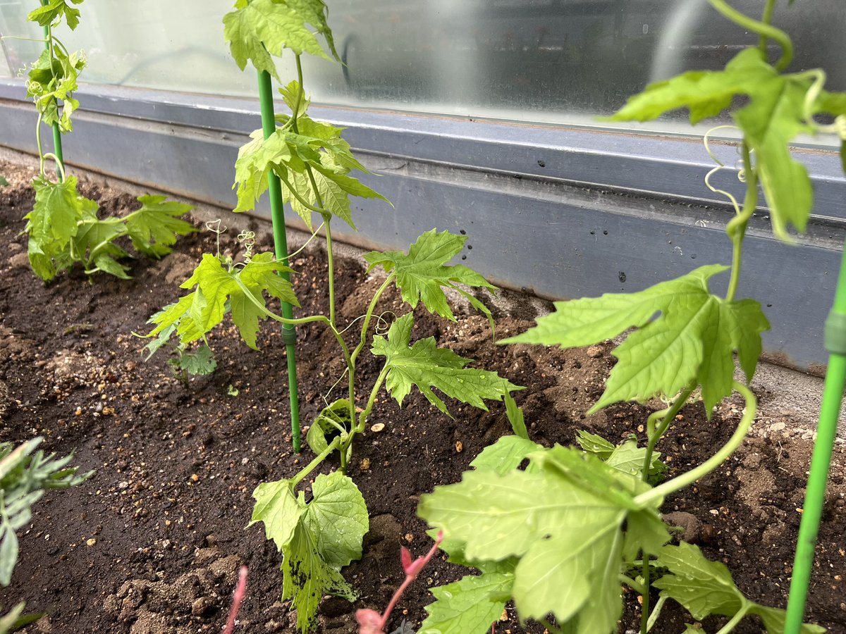 nikkoh3969's tweet photo. 今年もゴーヤ植えてみました
例年よりかなり遅く、どこまで育つか…
たくさん実ること願います🤲 https://t.co/IToqcBiIhz