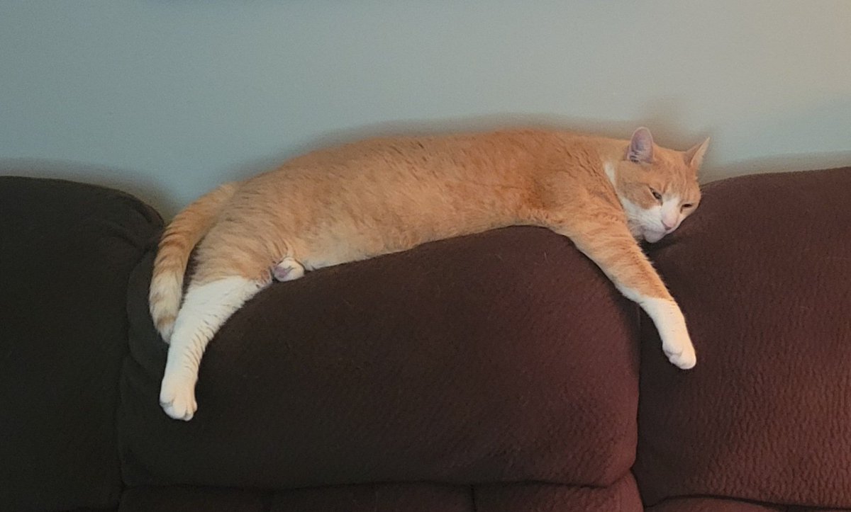 DavidB90524's tweet image. In the jungle, the mighty jungle, the lion sleeps tonight.