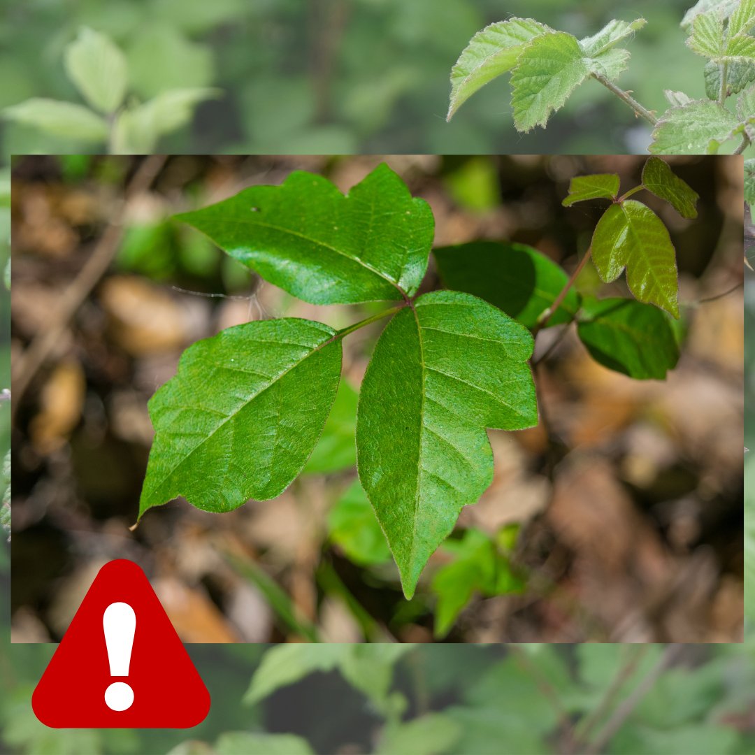 Poison ivy rash can transfer to your skin from clothing, pet fur, or even another part of your body. Learn how to identify and treat poison ivy here: cdc.gov/niosh/outdoor-…