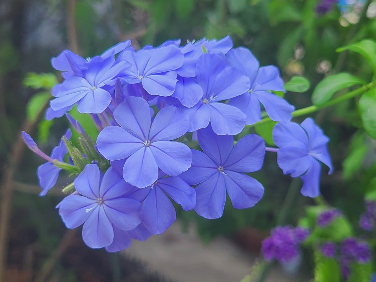 soma6503's tweet image. おはようございます😊
今週もがんばりましょ🍀

みんなの願いが
叶いますように🎋🌠
#ルリマツリ