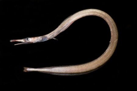 Deep Sea Daily tweet media