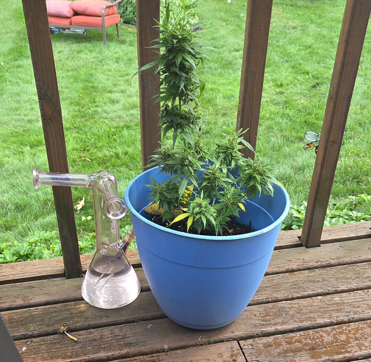#besties #cannabisgrower