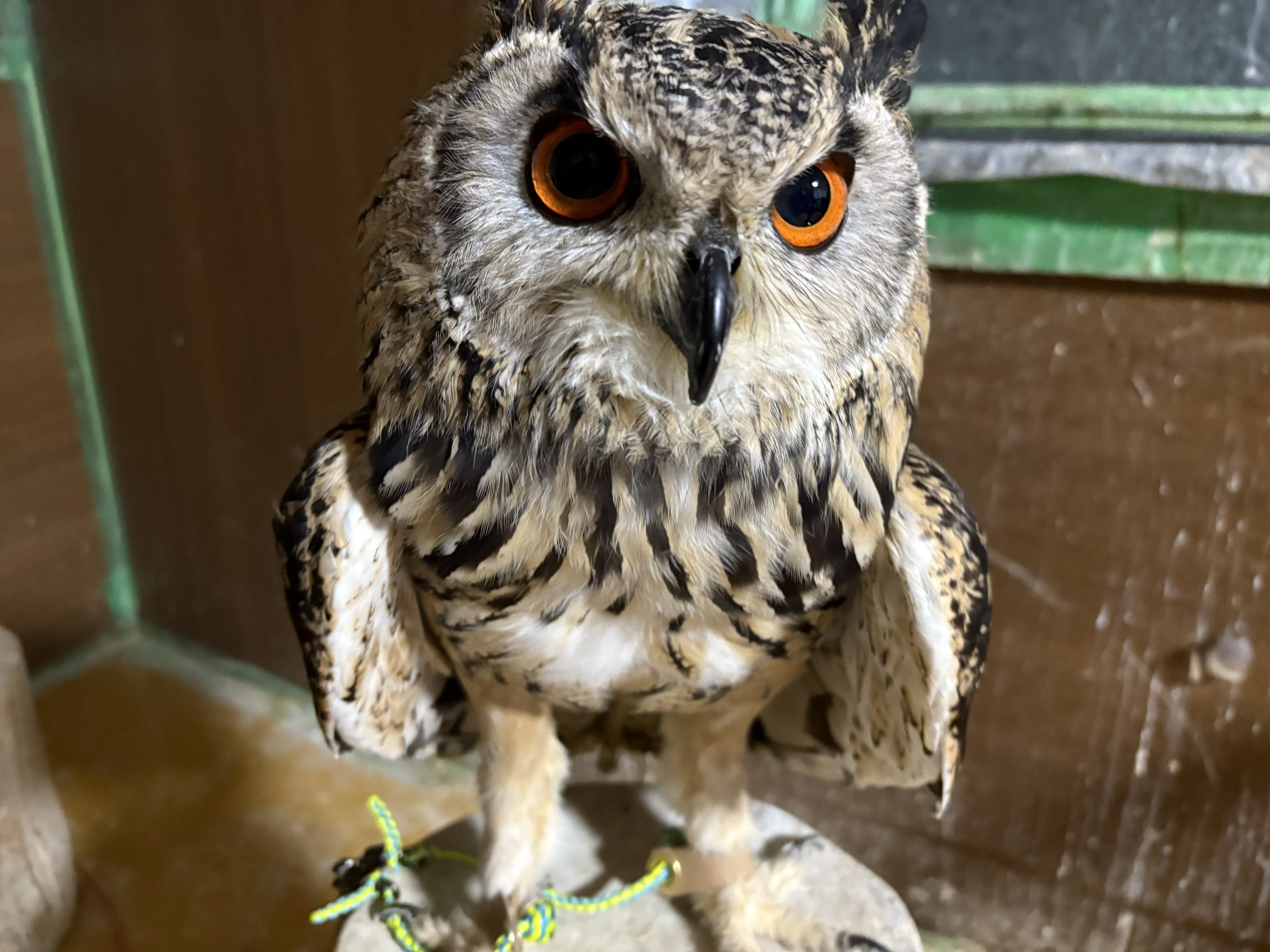 まりん♡❀大人気の福福梟❀首が回る回る回る フクロウの首はぐるんと何度まわる？可動域は270度【動画あり
