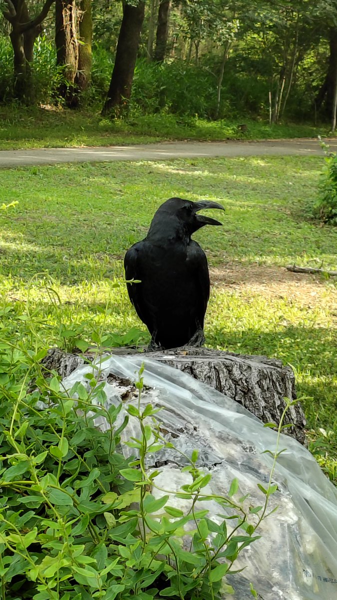 😍カラスくん豆知識😍
その2、日本にはハシブトカラスとハシホソカラスがいます。現在都会でゴミ箱あさりするのは大体ハシブトカラスです(^^)写真がハシブトの代表ですね😊