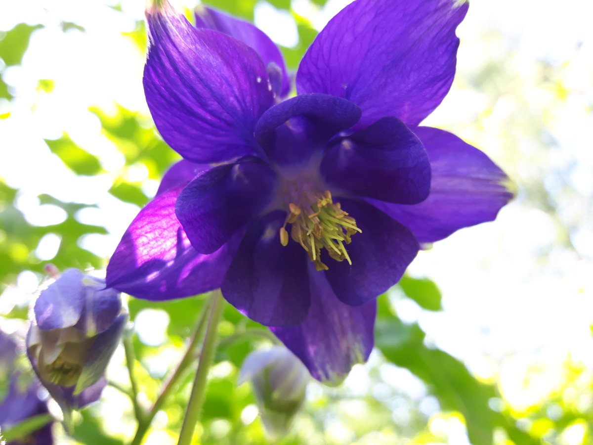#flower