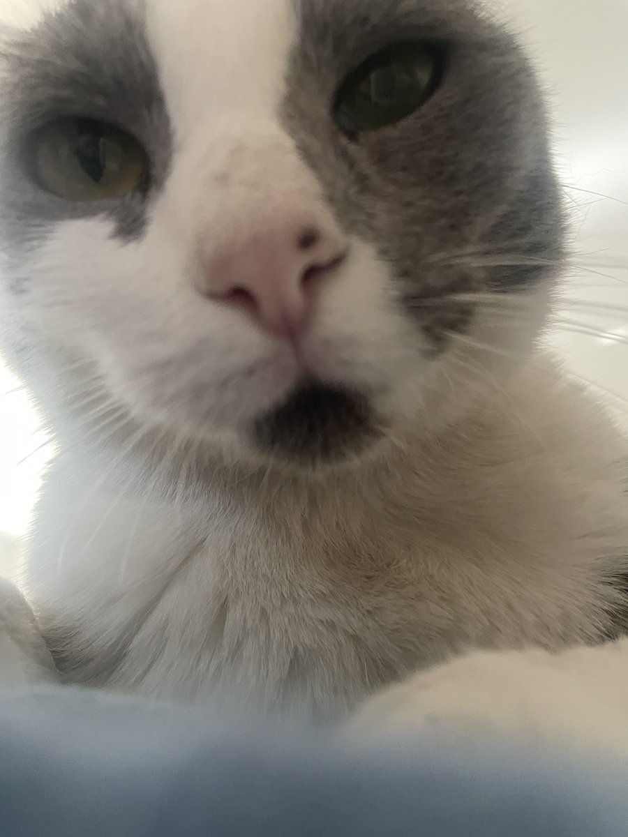 Islak mama ver aq kölesi