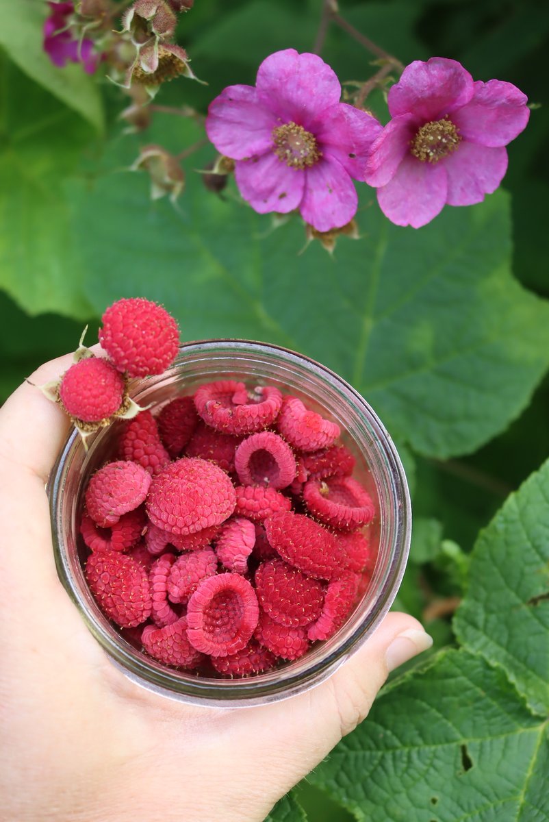 Thimbleberries, my daughter's very favorite fruit.

Bright red, soft as velvet, and shaped like a tiny thimble (hence the name), these wild raspberries have big beautiful flowers early in the season and rich soft fruit mid-summer. You won’t find them in stores—they don’t travel