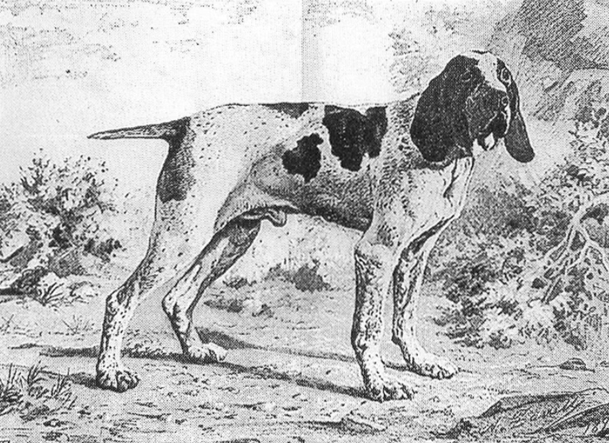 Showsight's tweet photo. The Bracco Italiano has been called the oldest European pointer, and its history reaches back to the fourth or fifth century BC.🐾
https://t.co/fluoSaq09o
#braccoitaliano #purebreddogs #dogshow #showsightmag https://t.co/NRxF6uKsGr