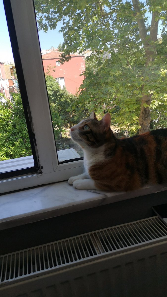 Melodi evde olsa da hep kuş peşinde nasılda bakışlar 😍