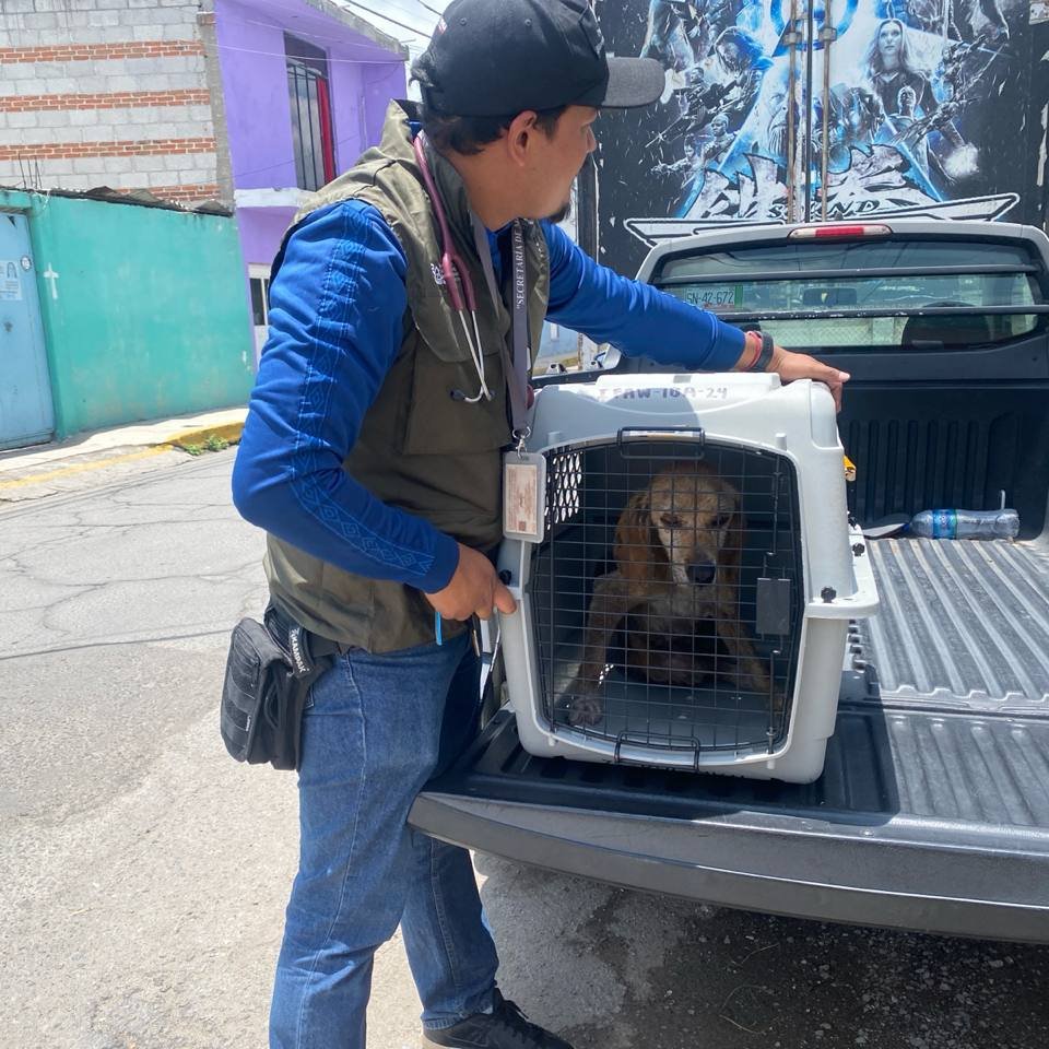 Instituto de Bienestar Animal PUE (@ibagobpue) on Twitter photo 🔴 Derivado de denuncias recibidas, se realizó el aseguramiento de una canina en San Miguel Xoxtla.
🩺 Actualmente se encuentra recibiendo la atención médica correspondiente.
👉🏽 En el <a href="/Gob_Puebla/">Gobierno de Puebla</a> seguimos trabajando para proteger a nuestros seres sintientes.
#PorAmorAPuebla 🔴 Derivado de denuncias recibidas, se realizó el aseguramiento de una canina en San Miguel Xoxtla.
🩺 Actualmente se encuentra recibiendo la atención médica correspondiente.
👉🏽 En el <a href="/Gob_Puebla/">Gobierno de Puebla</a> seguimos trabajando para proteger a nuestros seres sintientes.
#PorAmorAPuebla