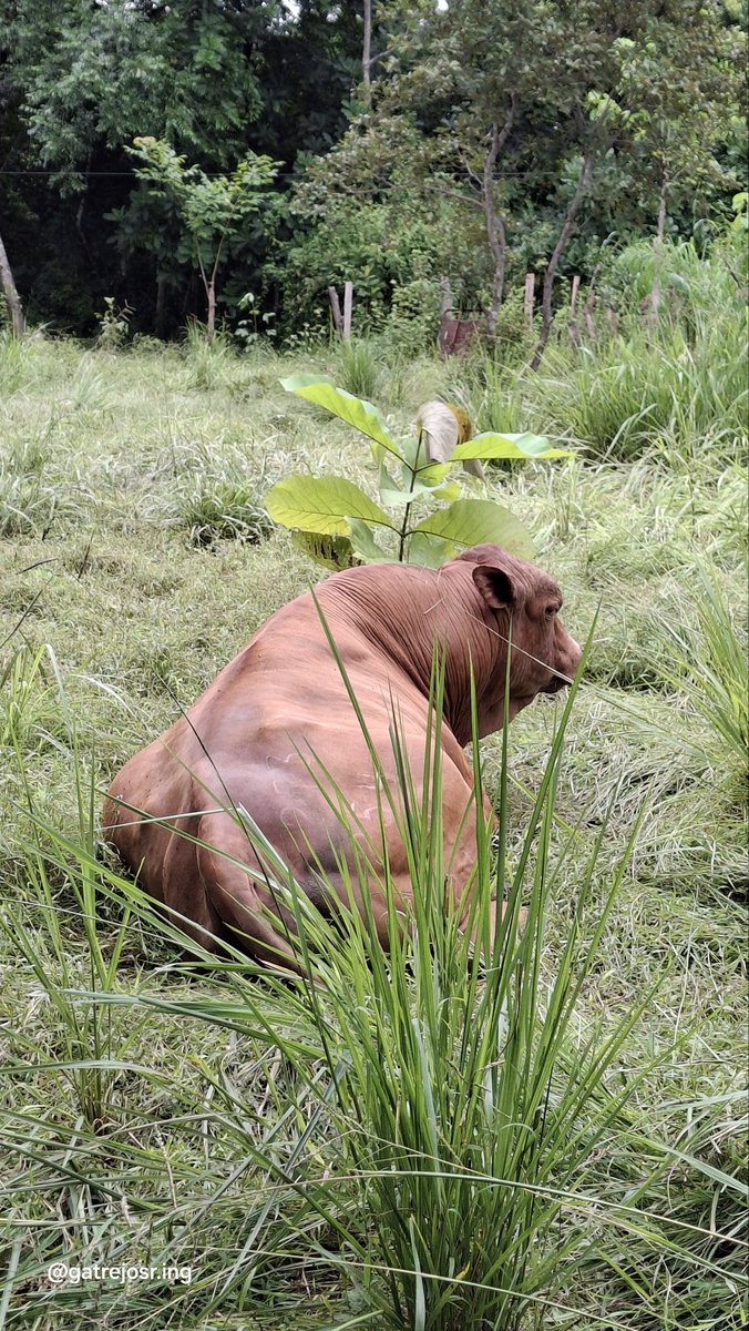 #Senepol x #Simmbrah
#Panamá