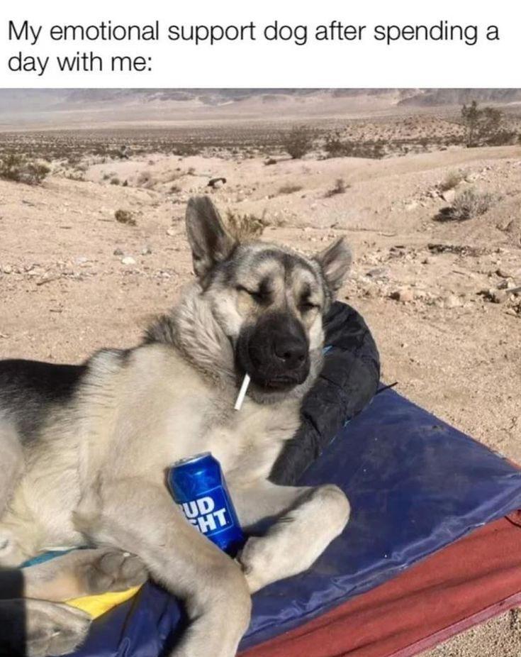 The Dalbo Dog (@dalbodog) on Twitter photo 