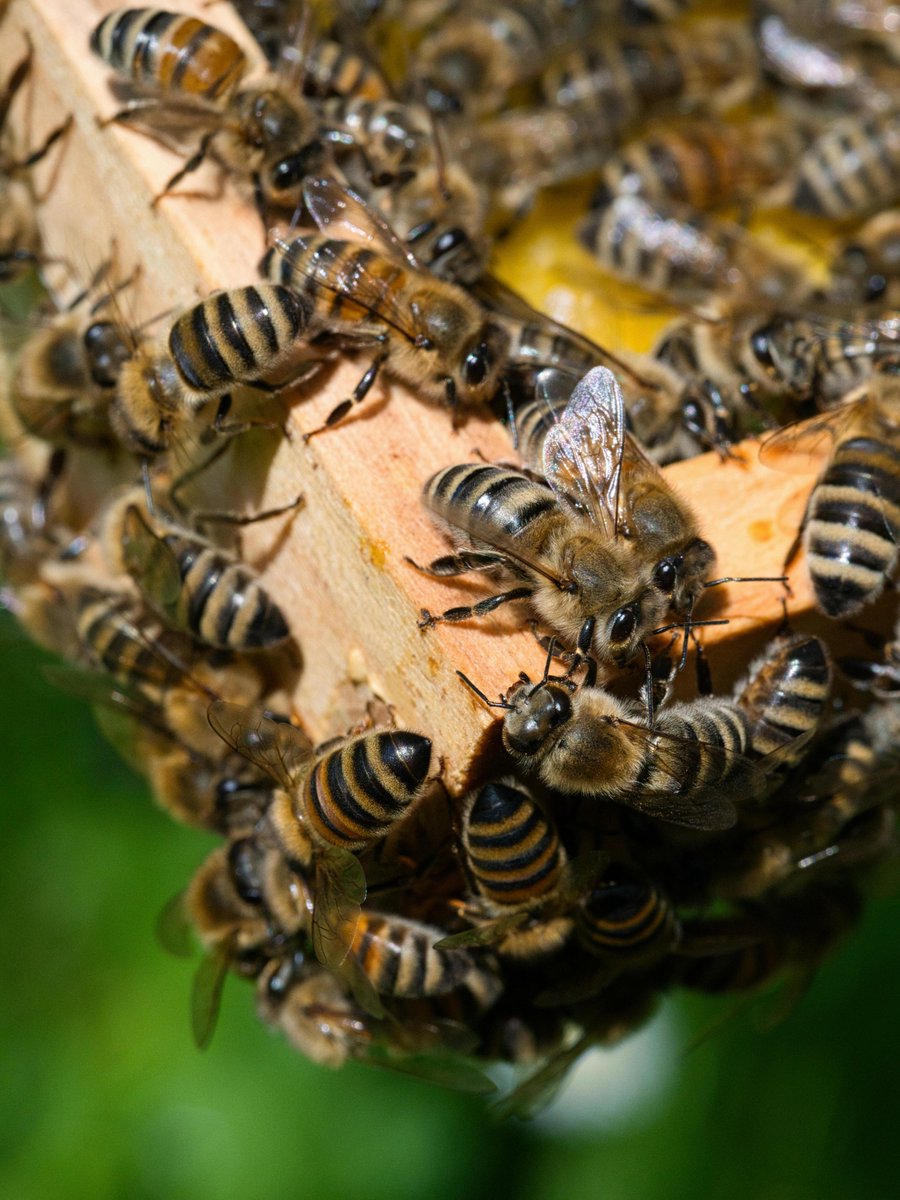 Beekeeping isn’t always clean or quiet.
Sometimes it’s sticky, sweaty, and a little overwhelming, and that’s okay.
You learn as you go, and every season teaches something new.

📸 Christian Himmel

#Beekeeping #BeekeepingCommunity #Bees