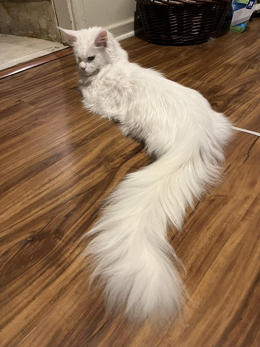 Dima and her magnificent tail.