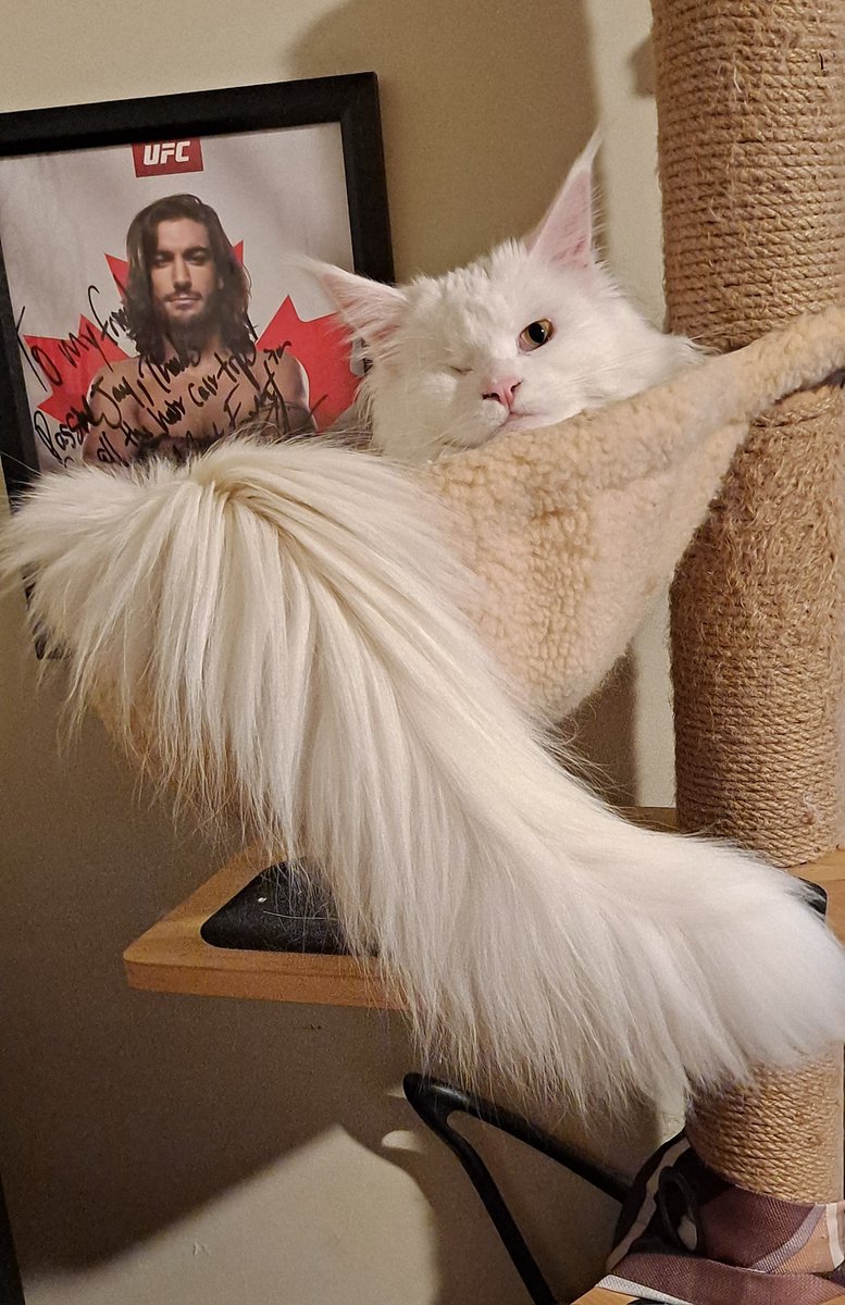 passive jay tweet media