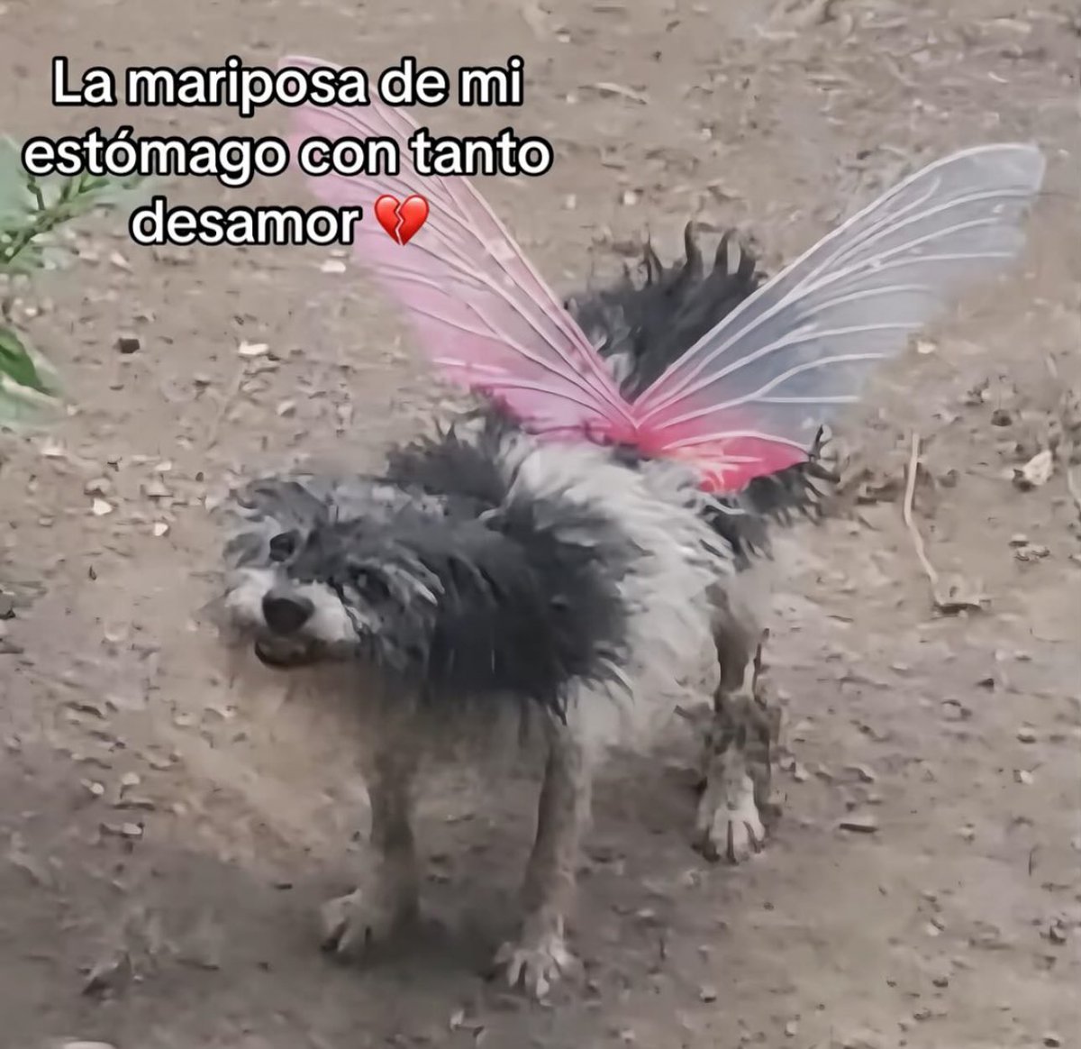 skereunpesado's tweet photo. https://t.co/xzMMX9f2CS