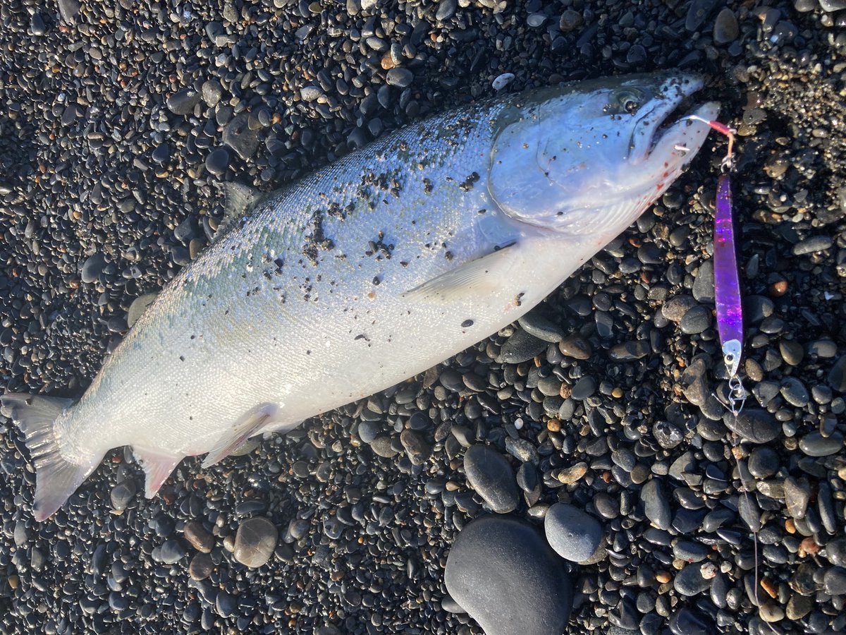 ちょい波高め🌊
結構沖で跳ねあるから手前の魚無視して速攻🐟

鱗ボロボロ落ちて背中も真っ青なサクラがこの時期に釣れるとたまらんものがありますね！

#ランブル50 #イトウルアーズ
#ITOlures