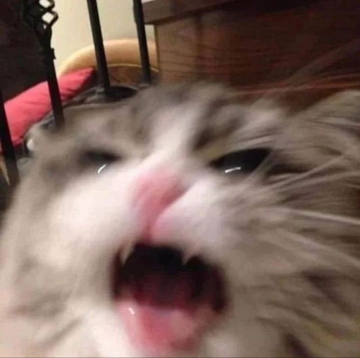 GILBERT SNEJBDNENENWNSNSN
