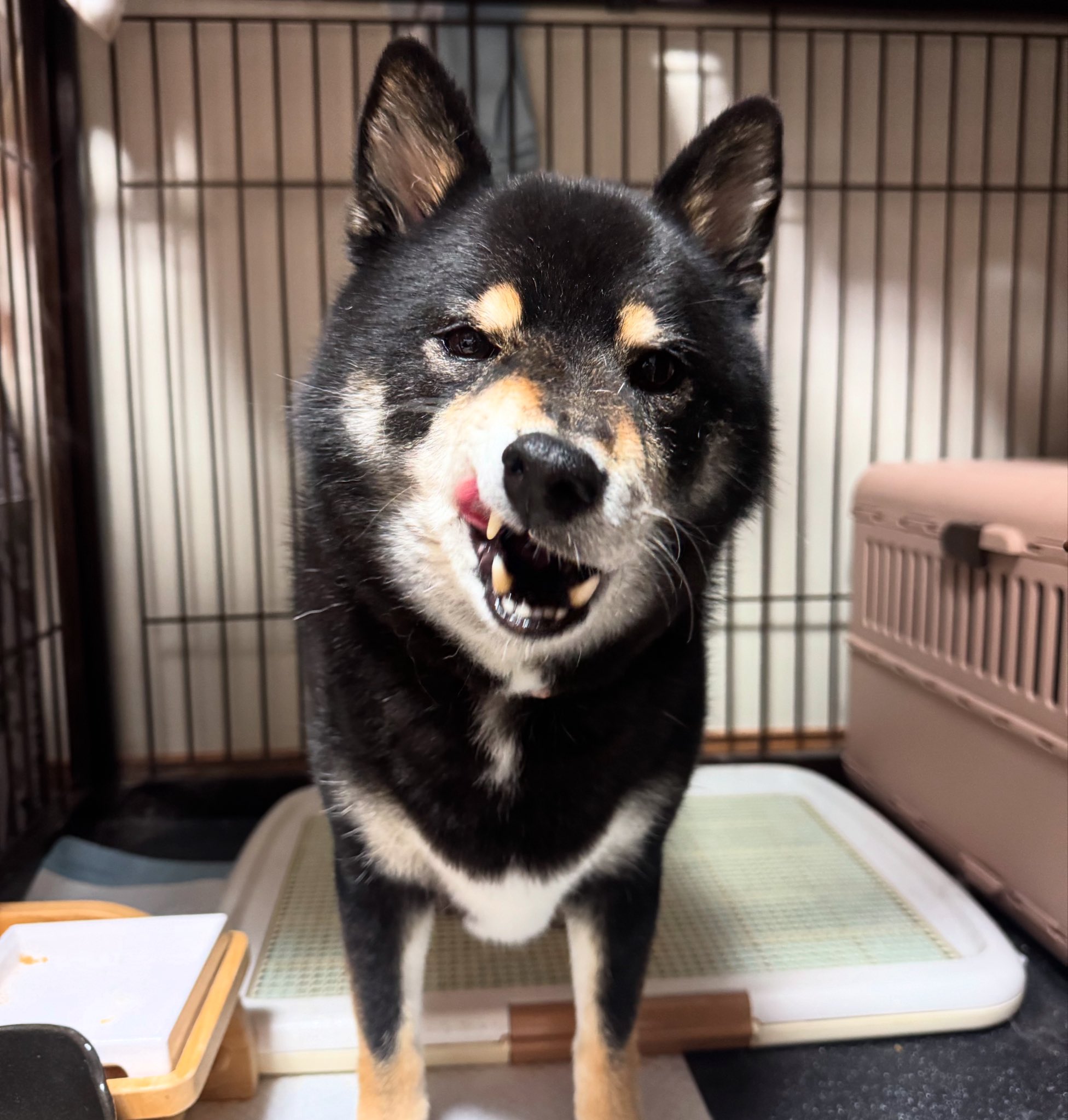 お気にいる 🐈‍⬛櫻🐕‍🦺🐾 on  X: ノート・メモ帳