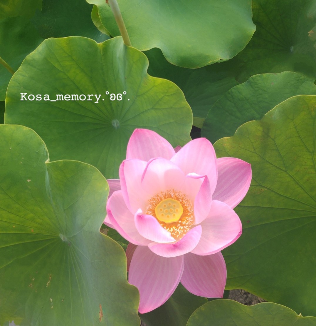kosa_memory's tweet image. *
ใใใใ
ใ้กใใๅถใใชใโฆ
ใใฏใซใใๅฟใฏ
ใ่จ่ใซๅบๆฅใชใใฆ
ใ็ญๅใซ
ใ้ฆณใใๆใใ๐
ใ#ๅฐ่ถใฎๅฐใใชไธ็๐ค