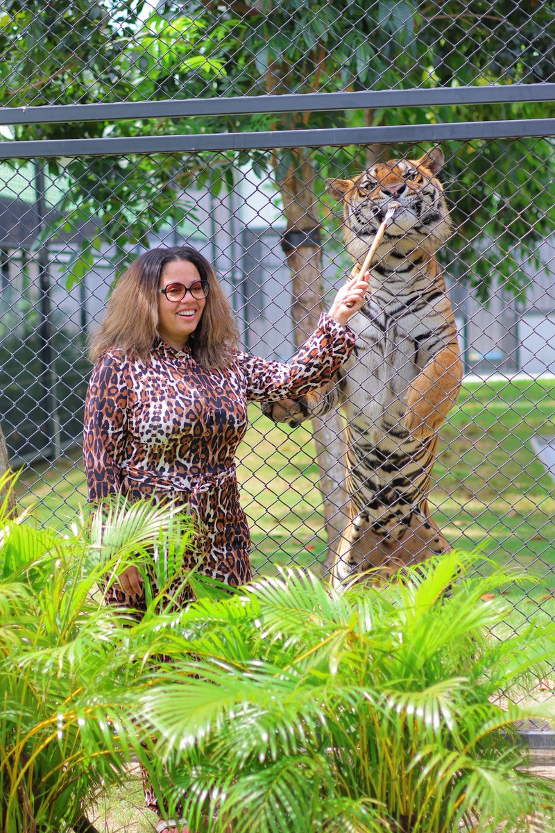 Tiger World (Thailand) was also a highlight of my trip. I can’t decide if this beats walking with lions last year. 
🐯 🦁