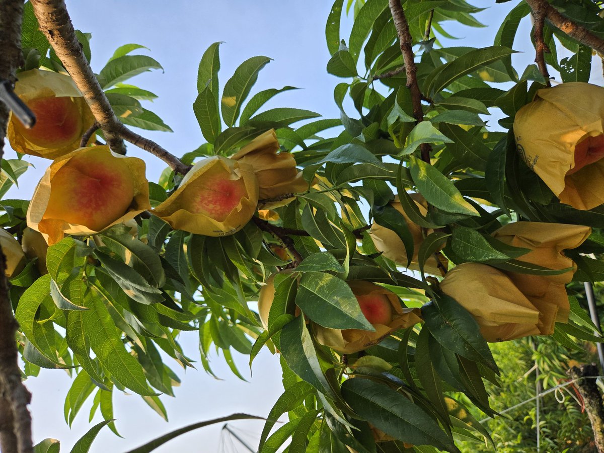 어느해보다 열매의 비대, 성숙의 진행이 느리고, 시기가 늦다. 열매 하나하나 확인하며 미세한 차이를 더 분별해야 하니 아침마다 힘들고 어렵다.