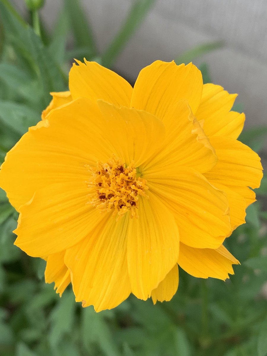 M46amrita's tweet image. 路地裏の花壇にて。大祓でリフレッシュ、1週間の充電を終えた七夕の日、喜色花に元気をもらってリスタート。ほな、いこか。念ずれば花ひらく。今日も美しき一日でありますように。