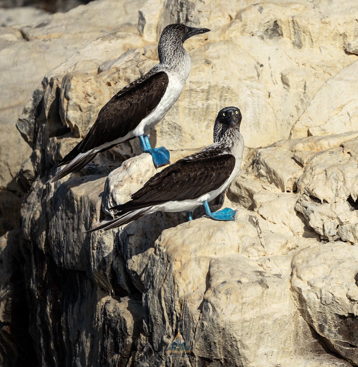 GGerardox2's tweet image. Fauna en la maravillosa Isla Tiburón, SONORA❤️