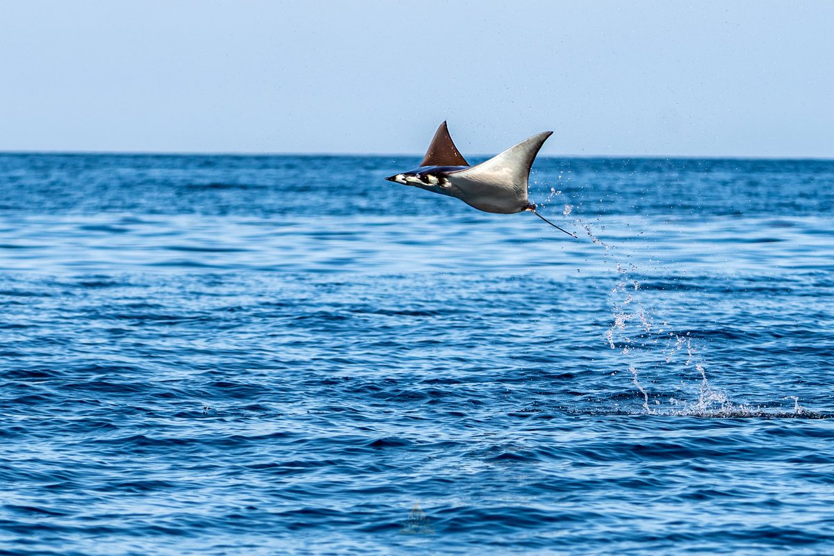 GGerardox2's tweet image. Fauna en la maravillosa Isla Tiburón, SONORA❤️