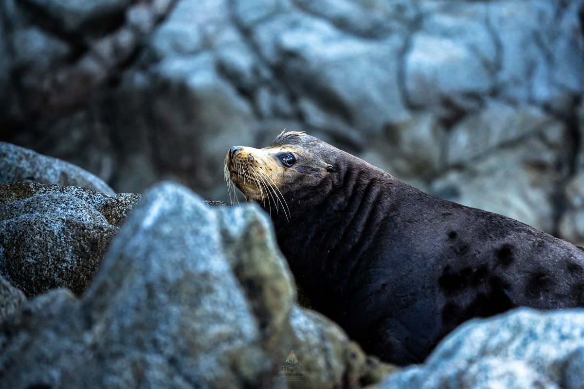 GGerardox2's tweet image. Fauna en la maravillosa Isla Tiburón, SONORA❤️