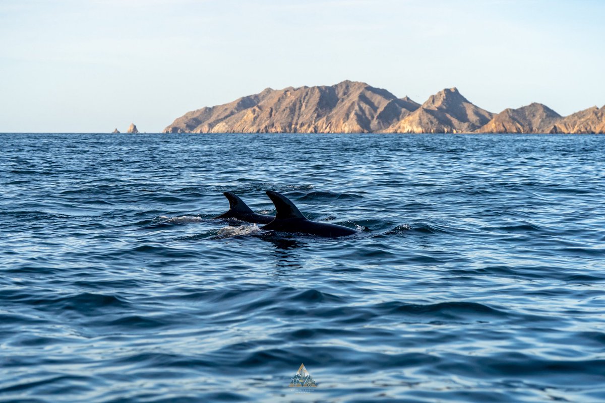 GGerardox2's tweet image. Fauna en la maravillosa Isla Tiburón, SONORA❤️