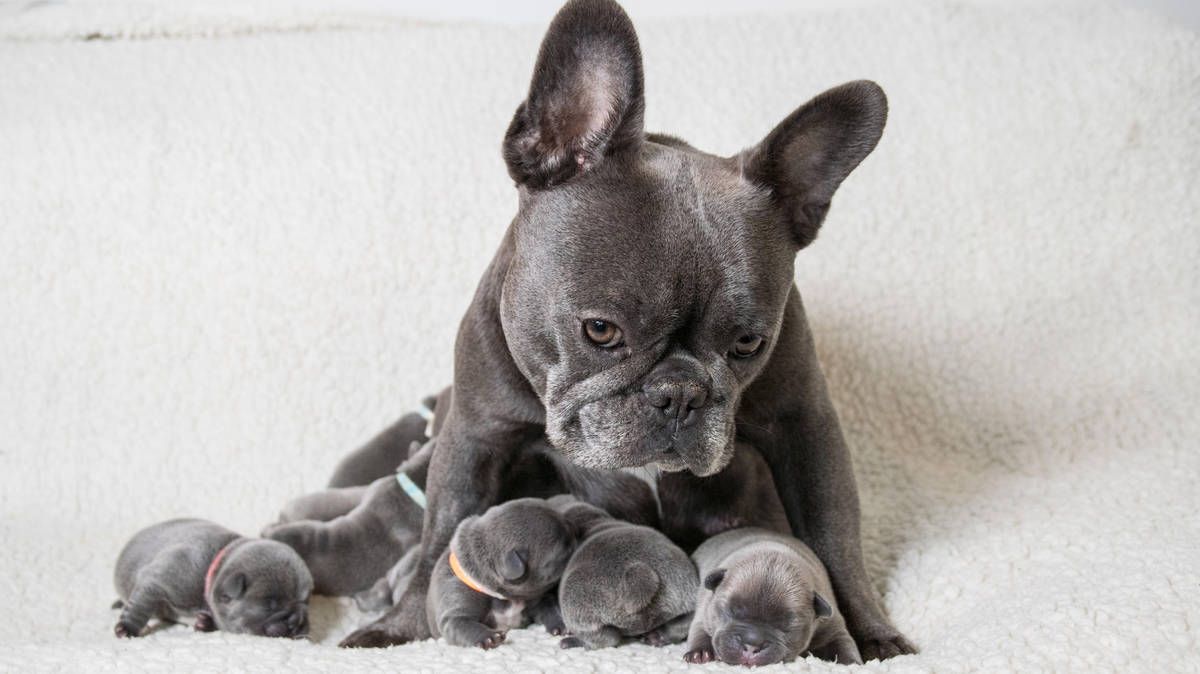 Big win for animal welfare! UK MPs have passed a bill to ban the import of puppies &amp; kittens under 6 months old and mutilated or heavily pregnant pets. This will help end cruel puppy smuggling and protect young animals from suffering. Next stop: Ireland buff.ly/OfFTQAn