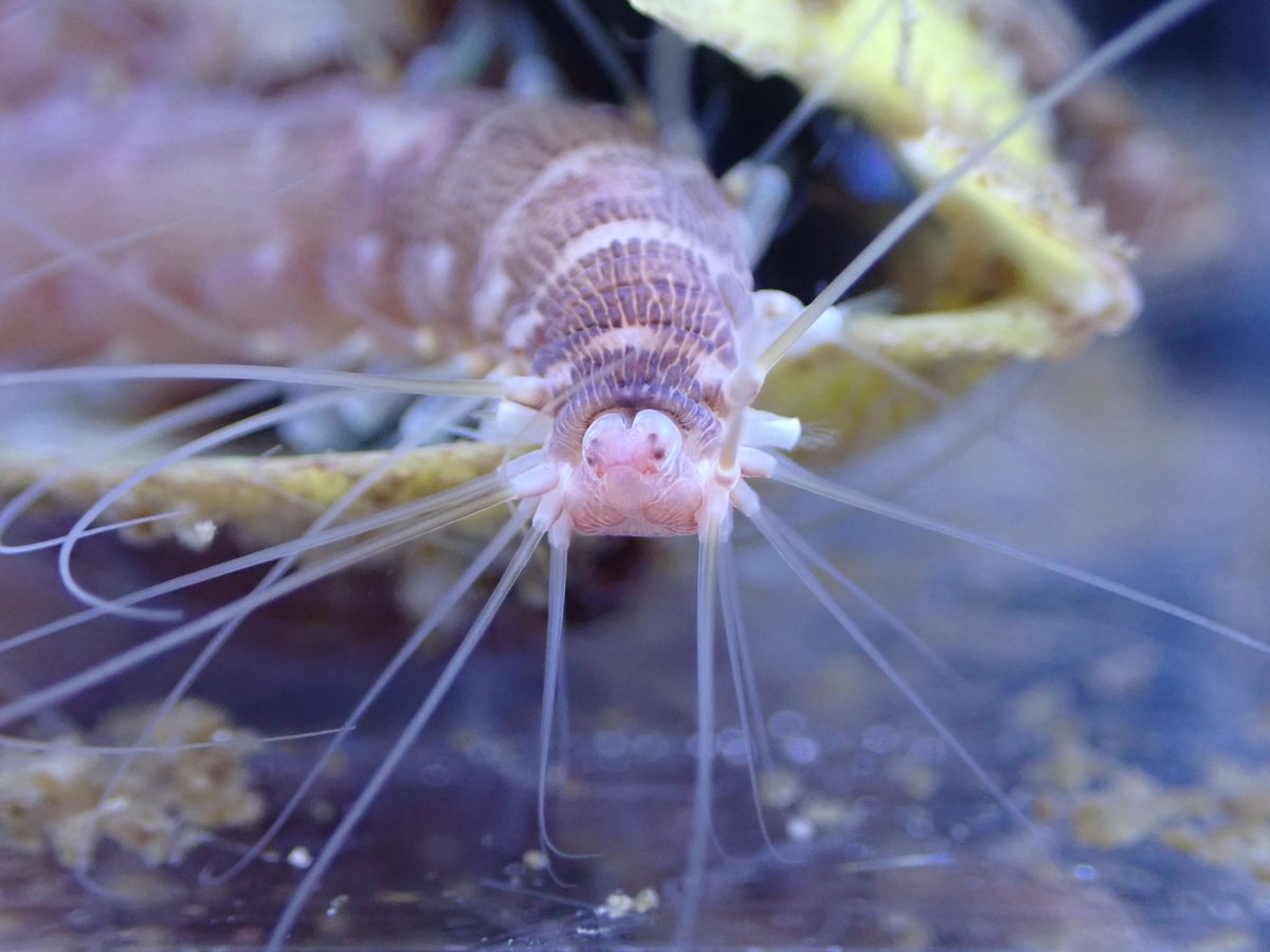 正面から見たオトヒメゴカイ Hesione reticulata Marenzeller, 1879 です。愛嬌のあるとぼけたような顔が可愛いです。