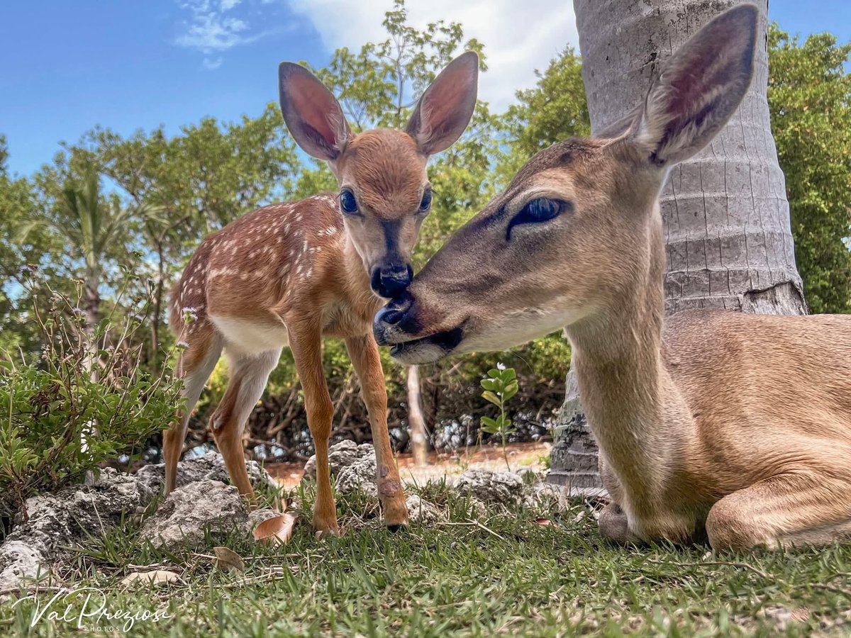 RacingToDisney's tweet photo. The Lower Keys are more than boats, beaches, beers and bikinis. We have amazing wildlife. #KeyDeer https://t.co/OAbfZuegV1
