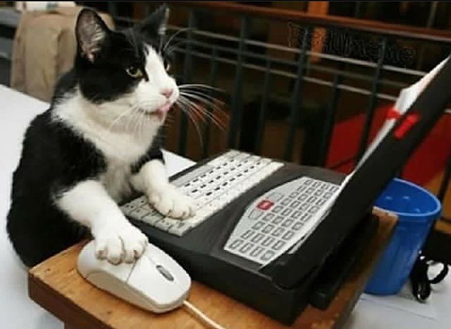 Punch Cat (@punchingcat) on Twitter photo 