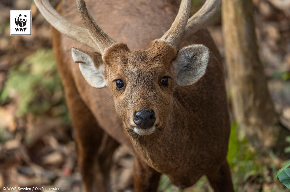 📷今日の一枚 
🐼WWFについて👉wwf.or.jp/aboutwwf/welco…
