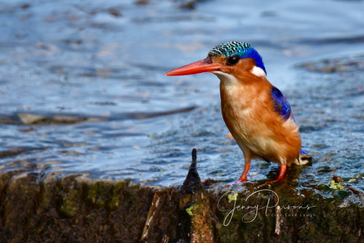 Late afternoon this beautiful little Malachite Kingfisher was looking for dinner. Birdwatching moments become precious memories of a special birding spot

#sabie2025 #birding #kingfisher #birdwatching #birdphotography #BirdsSeenIn2025 #birdsofsouthafrica #pringlebaybirding