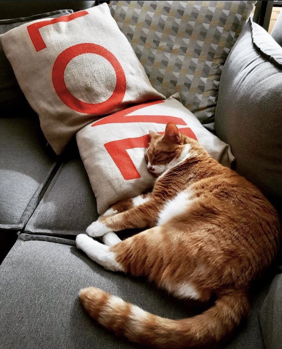 FanakidiF's tweet image. Και ΤΙΙ άλλο αν όχι #challenge_κατοικίδιο;;!