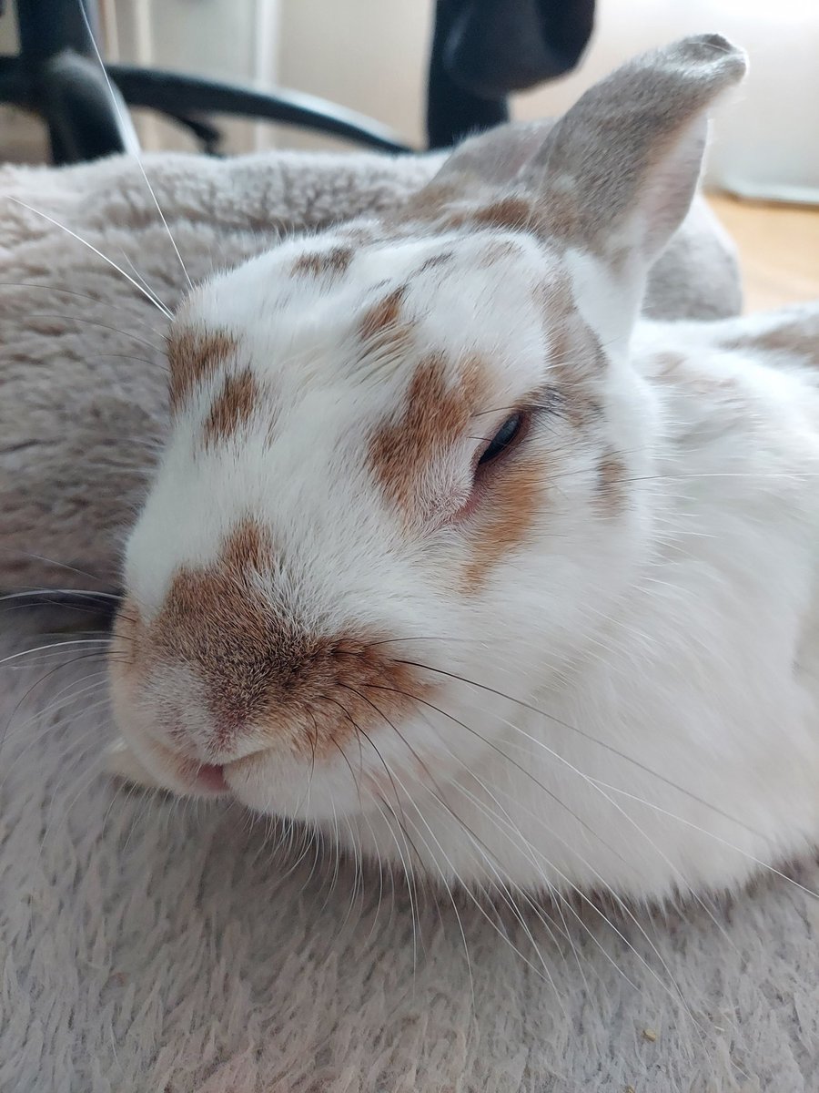 くた君おはよう☀️まだおねむだね💤