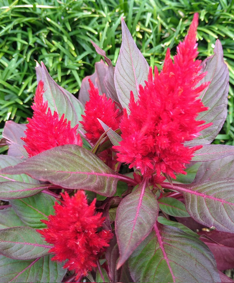 皆さん♪おはようございます( ´∀｀)

今朝の東京は♪『連日蒸し暑い明るい曇り空』です( ´∀｀)

それではスタートします(*^▽^*)♪