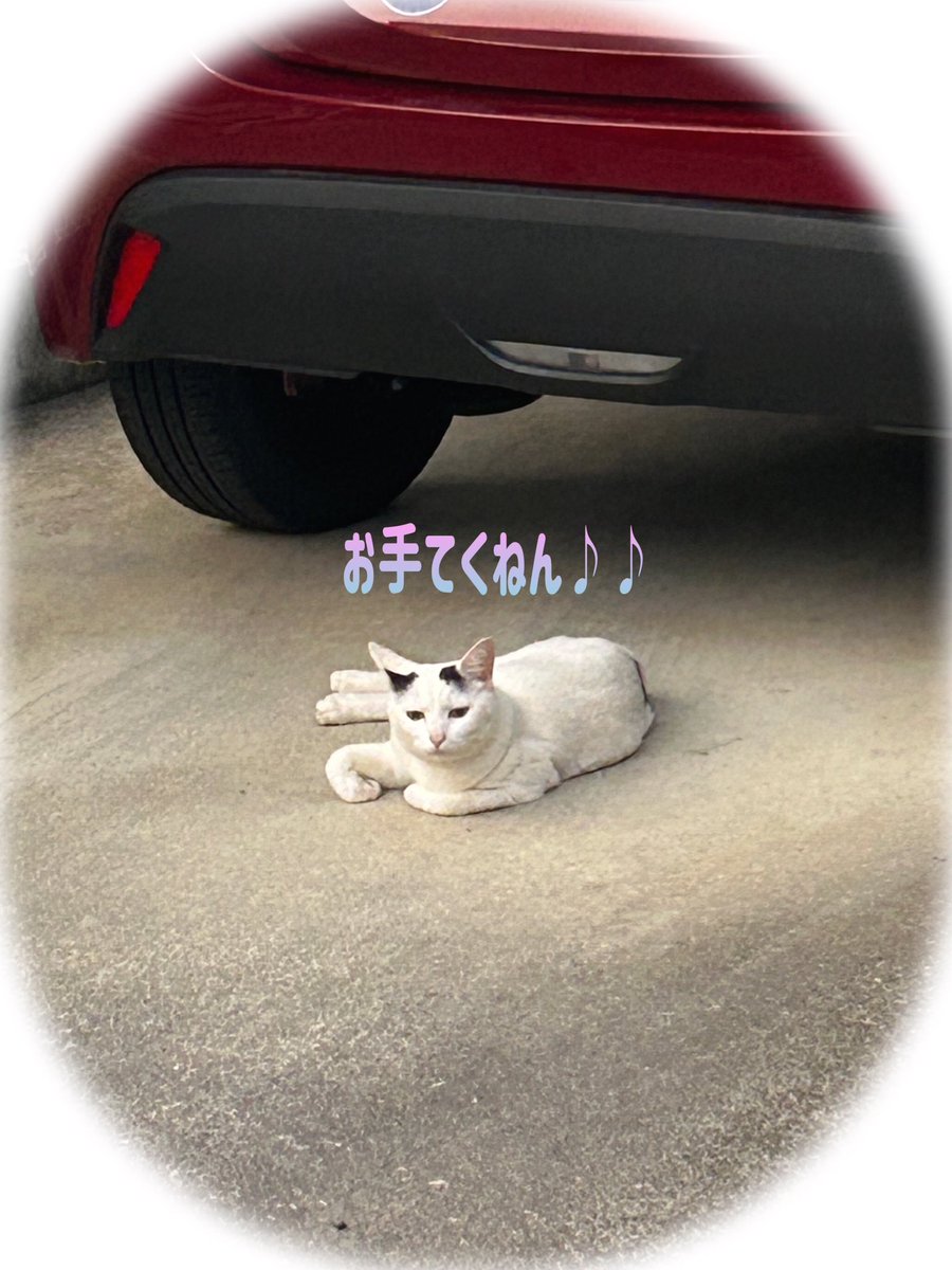 もも🍑 tweet media