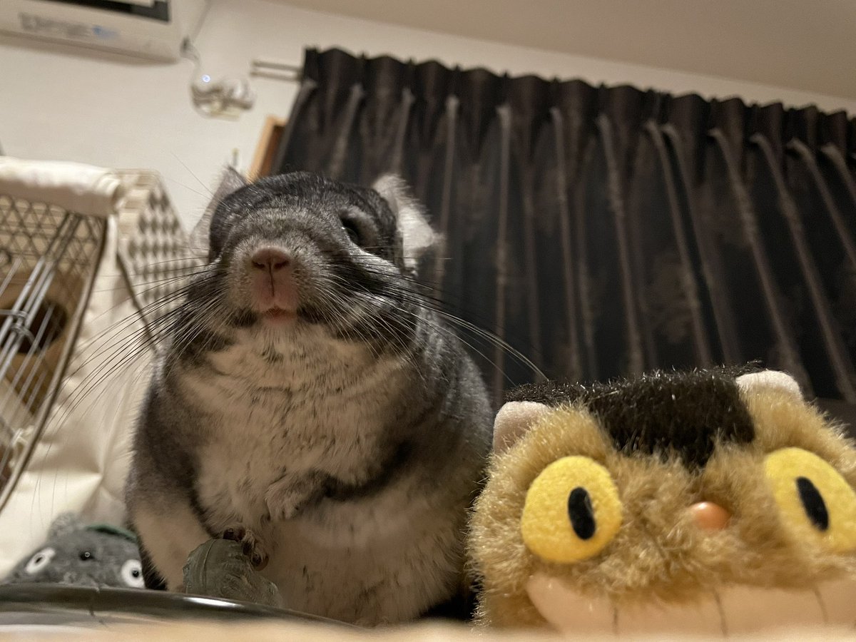 GunuchuKutachu's tweet image. 「さ、バス🐭
七夕のお願いごとしまちょーね🎋

みんなでずうっと一緒にいられまちゅように」