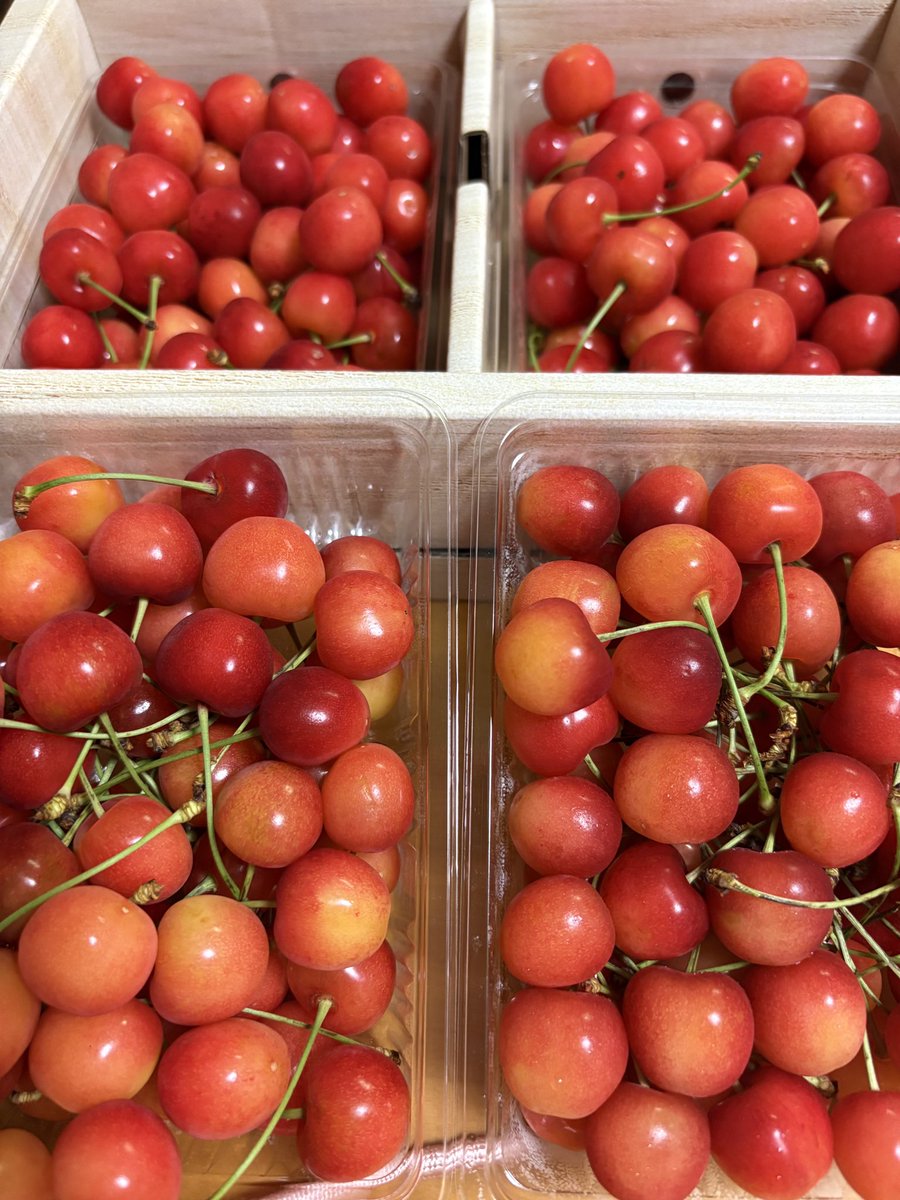 おはようございます☀

先月 山形の祖父母からさくらんぼが届きました🍒
実際は写真のさらに倍あります…笑

本当は何日もかけて堪能したいところでしたが、足がはやいため1日1パックずつ爆食いさせていただきました🙇‍♂️

来年も楽しみ😋
　
みなさまもどうぞ笑顔でご安全に🦺

#企業公式相互フォロー