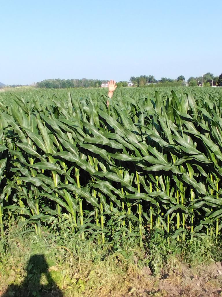 Wow the corn is growing ,Devin's hand he is 6'2"