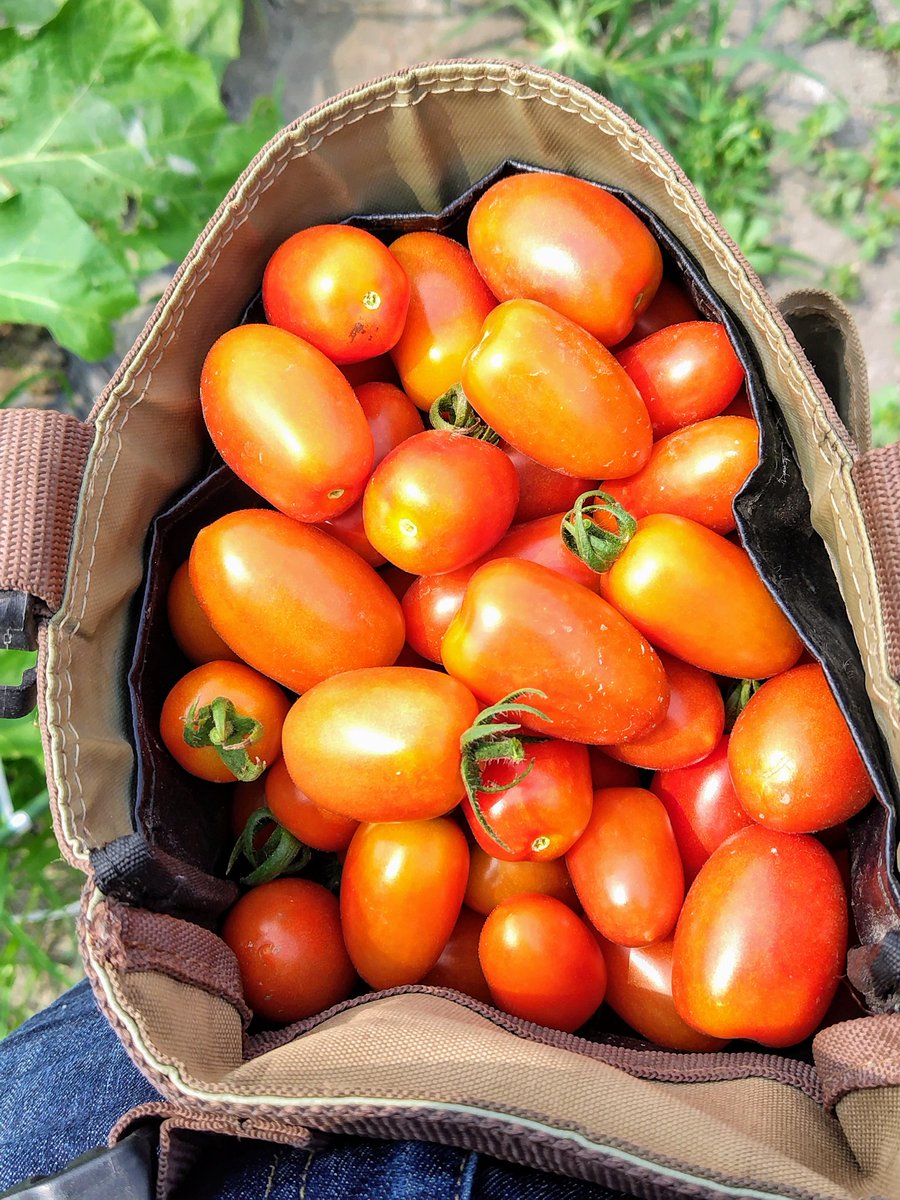 とまとです とまと - Search / X