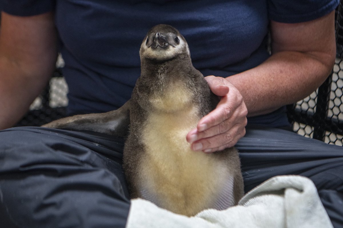Say hello to Pedro, our growing penguin chick! 🐧 

At just one month old, Pedro now weighs 5 pounds and is already eating whole fish. He’s currently behind the scenes with his keepers as he molts his fluffy down feathers and learns how to swim. Stay tuned for Pedro updates! 🩵