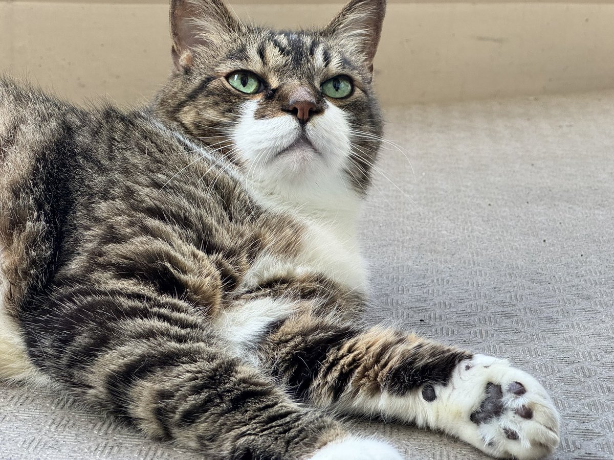 七夕のおねがいって何個までにゃお？