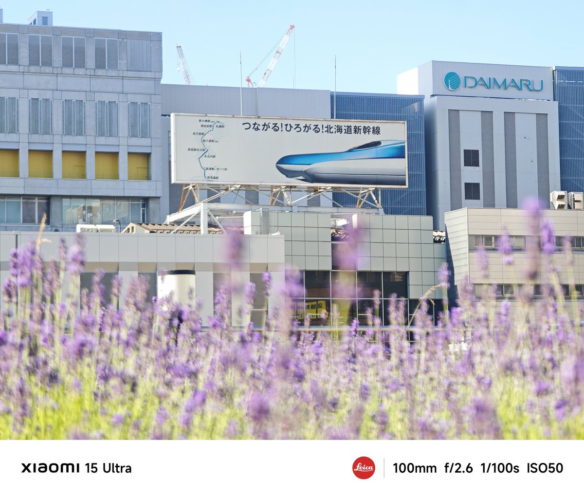 朝から日差しが暑いです🥵
ラベンダー見頃です🪻