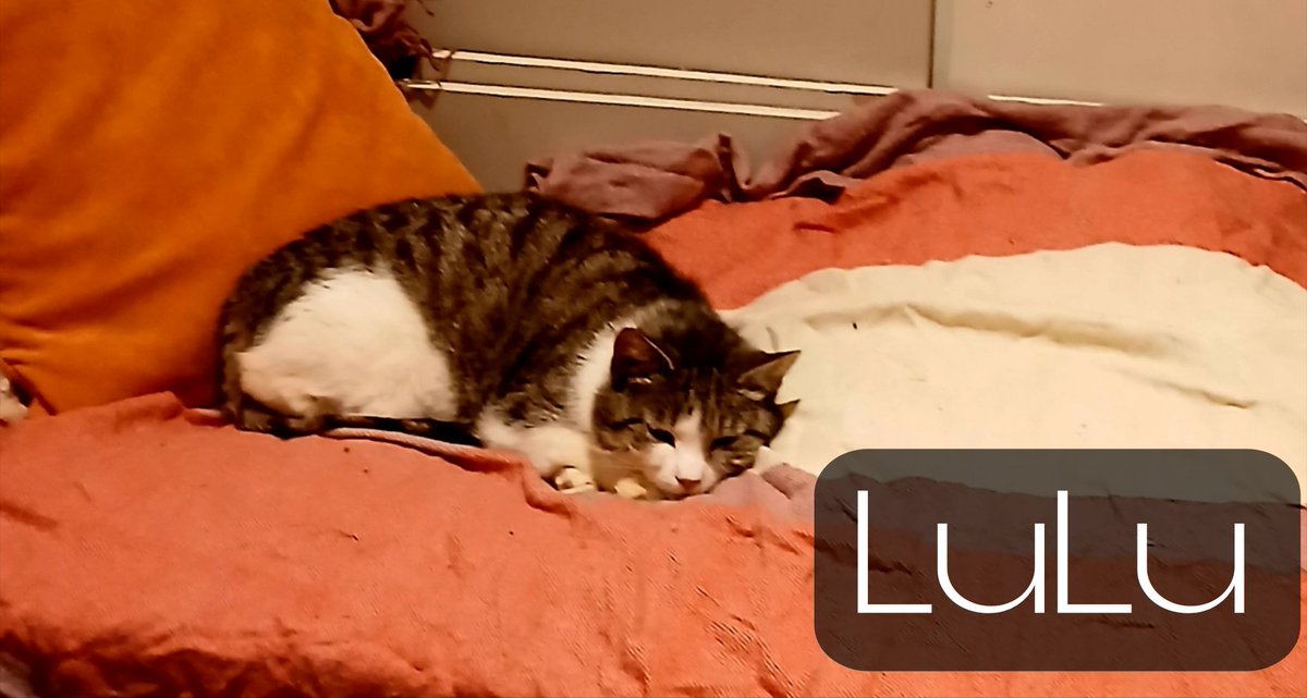 Poor #LuLu has had a v.tough life before her human rescued her but she is moving house &amp; couldn't take her or her friend #Boo.This is 1st time in a week she hasn't ran &amp; hid when I walked into the room.Cats aren't every1s cup of tea but they hurt too just like any other animal