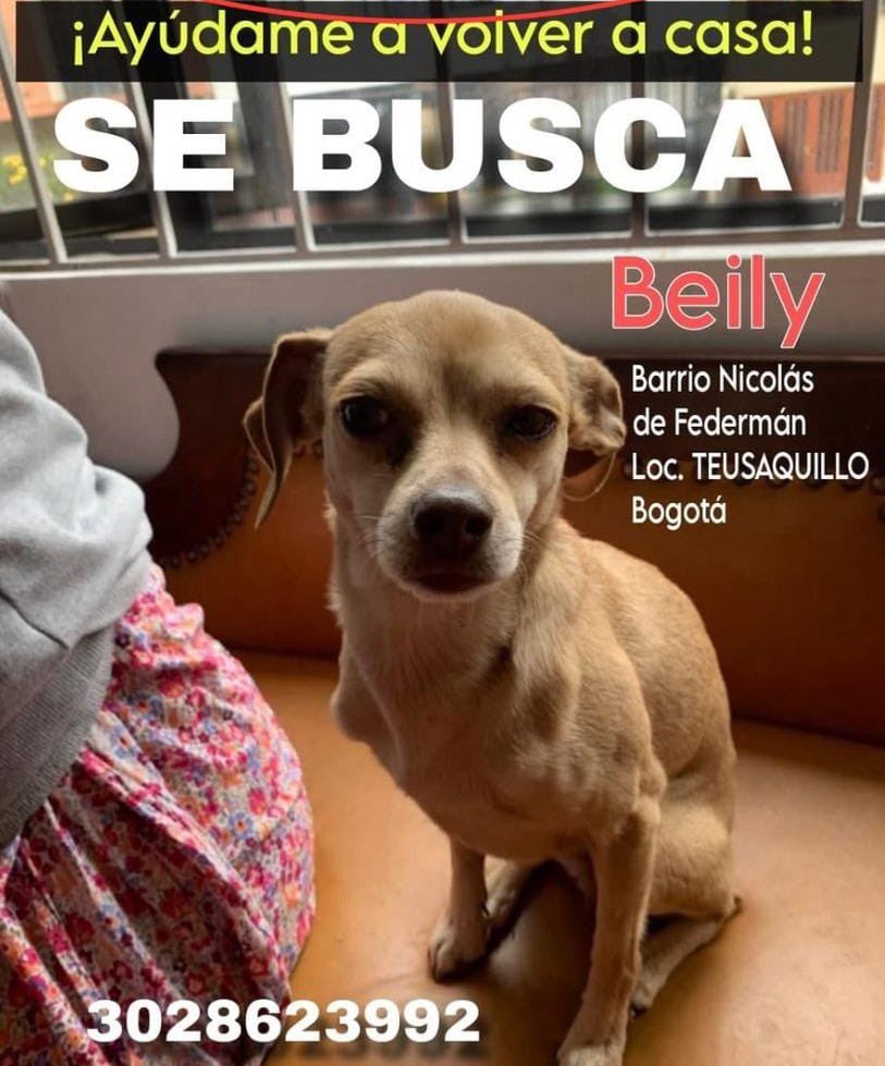 CamiloJaramill's tweet image. 🆘Su familia busca a Belly 🐶, en Teusaquillo, Bogotá, por favor compartamos 🙏
@MONYRODRIGUEZOF @PlataformaALTO @Marce_Tabares @piedrahitangela @DanielSamperO @HELIODOPTERO @coraimatorresd @patrulleroefra @laurarubiogu @darcyquinnr